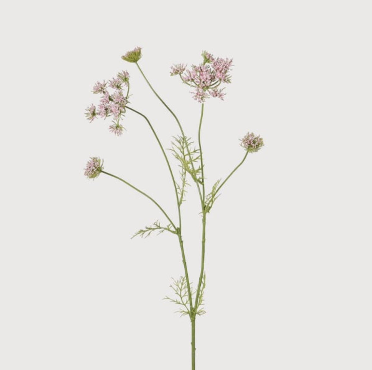 Blush Meadowsweet Spray