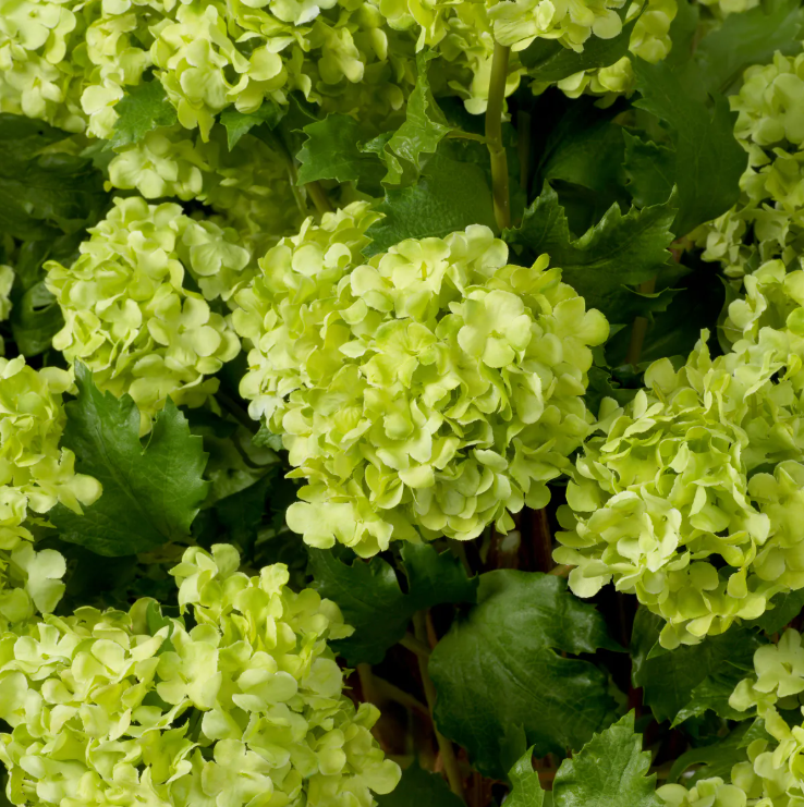 Hydrangeas Snowball Real Touch (price per stem)