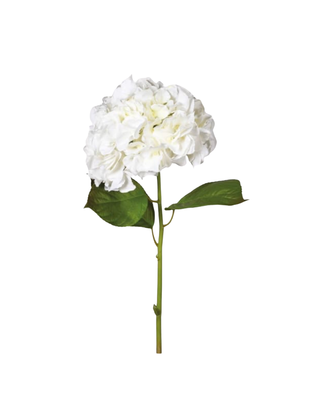 White 'Real Feel' Hydrangea